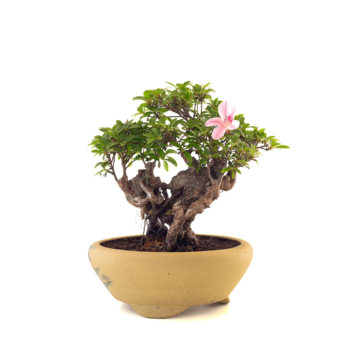 Vente de Bonsai en ligne Azalée Indica Shohin Sankaly Bonsai