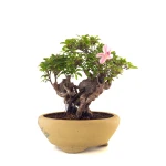 Vente de Bonsai en ligne Azalée Indica Shohin Sankaly Bonsai