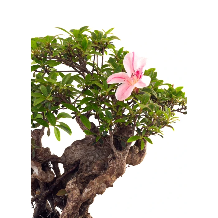 Achat Bonsai en ligne Azalée Indica Shohin Sankaly Bonsai
