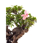 Achat Bonsai en ligne Azalée Indica Shohin Sankaly Bonsai