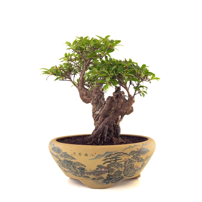 Acheter Bonsai en ligne Azalée Indica Shohin Sankaly Bonsai