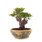 Acheter Bonsai en ligne Azalée Indica Shohin Sankaly Bonsai
