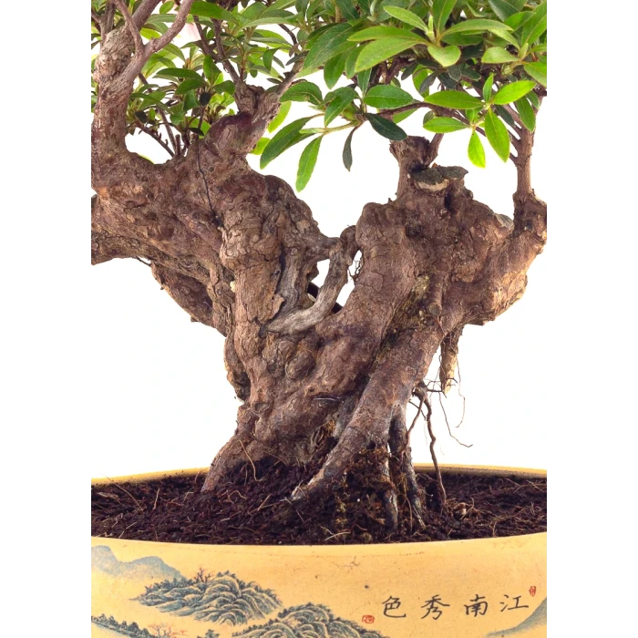 Vente de Bonsai Azalée Indica Shohin Sankaly Bonsai