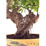 Vente de Bonsai Azalée Indica Shohin Sankaly Bonsai