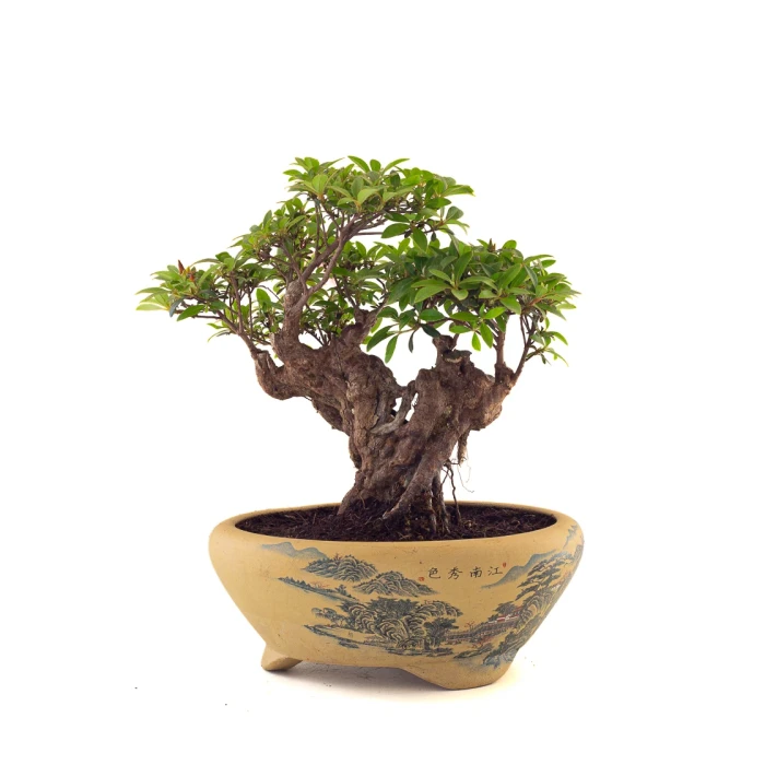 Achat Bonsai Azalée Indica Shohin Sankaly Bonsai