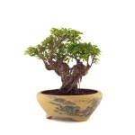 Achat Bonsai Azalée Indica Shohin Sankaly Bonsai