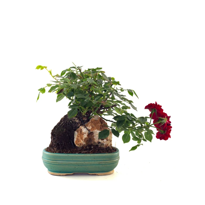 Vente en ligne de Bonsai Rosier sur roche Sankaly Bonsai
