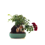 Vente en ligne de Bonsai Rosier sur roche Sankaly Bonsai