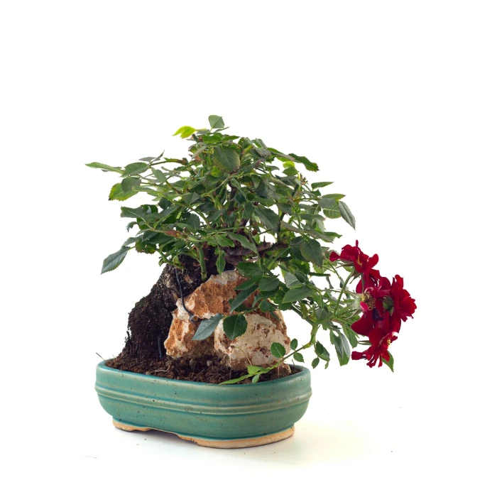 Vente de Bonsai Rosier sur roche Sankaly Bonsai