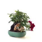 Vente de Bonsai Rosier sur roche Sankaly Bonsai
