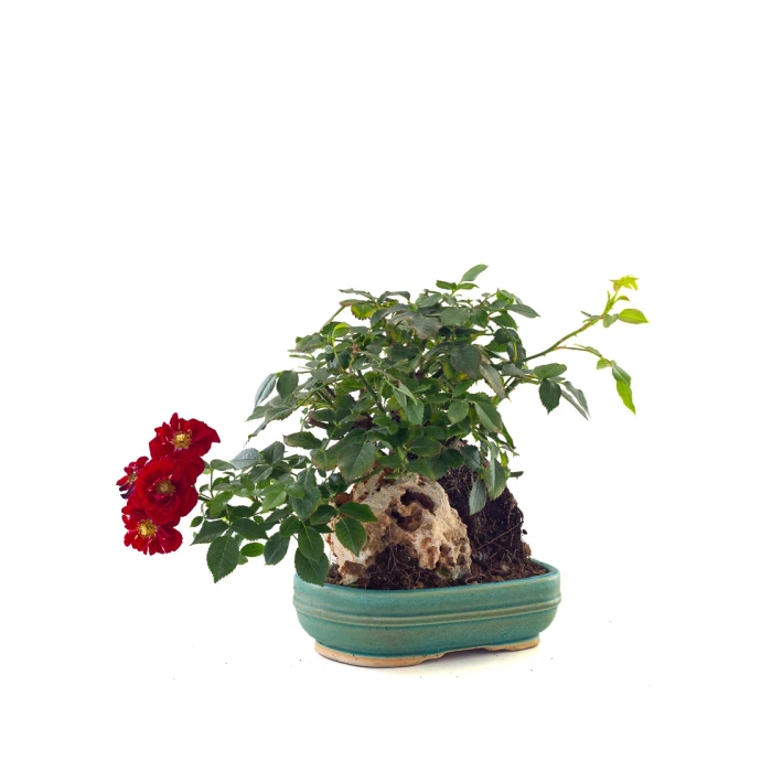 Achat en ligne de Bonsai Rosier sur roche Sankaly Bonsai