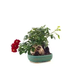 Achat en ligne de Bonsai Rosier sur roche Sankaly Bonsai