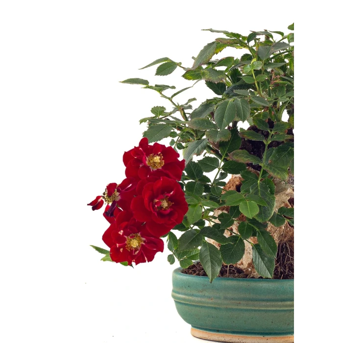 Achat Bonsai Rosier sur roche Sankaly Bonsai