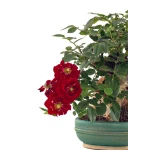 Achat Bonsai Rosier sur roche Sankaly Bonsai