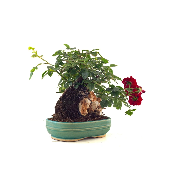 Acheter en ligne de Bonsai Rosier sur roche Sankaly Bonsai