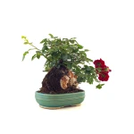 Acheter en ligne de Bonsai Rosier sur roche Sankaly Bonsai