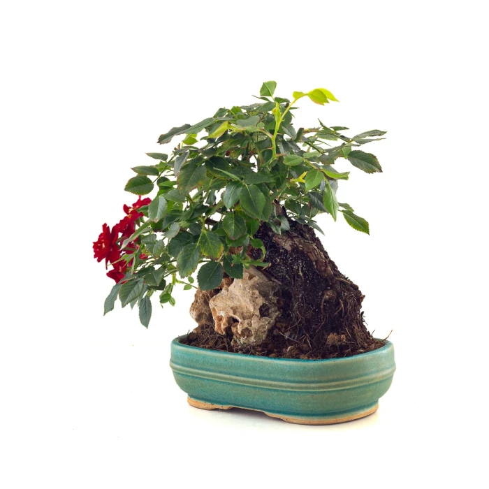 Acheter Bonsai Rosier sur roche Sankaly Bonsai