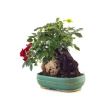Acheter Bonsai Rosier sur roche Sankaly Bonsai
