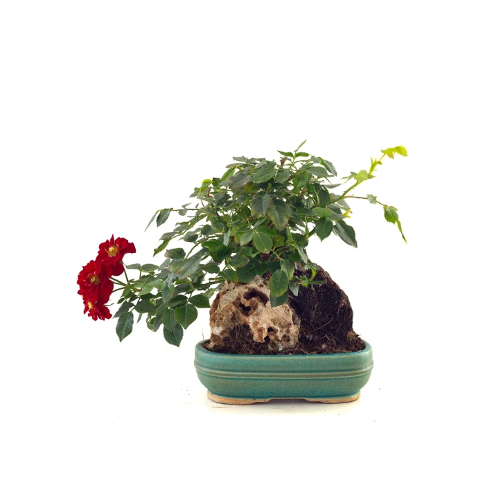 Vente en ligne de Bonsai Shohin Rosier sur roche Sankaly Bonsai