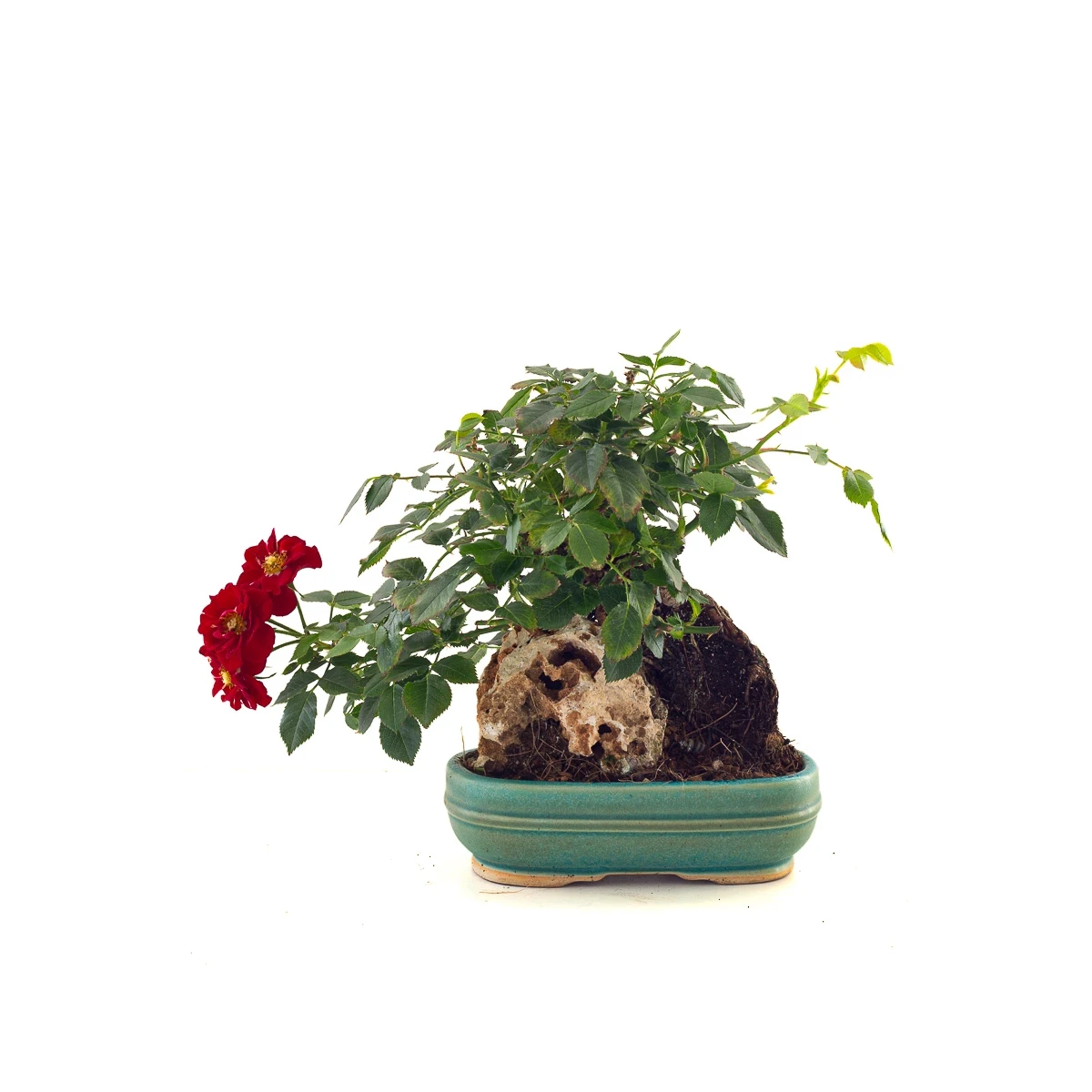 Vente en ligne de Bonsai Shohin Rosier sur roche Sankaly Bonsai