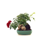 Vente en ligne de Bonsai Shohin Rosier sur roche Sankaly Bonsai