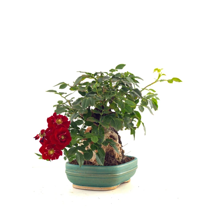 Acheter en ligne Bonsai Shohin Rosier sur roche Sankaly Bonsai