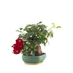Acheter en ligne Bonsai Shohin Rosier sur roche Sankaly Bonsai