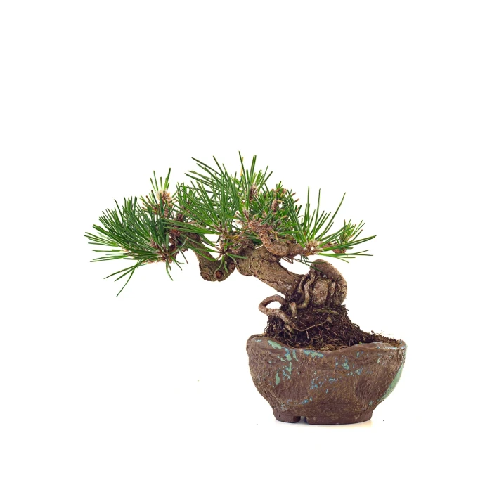 Vente de Bonsai en ligne Pinus Thunbergii Shohin 23 cm Sankaly Bonsai