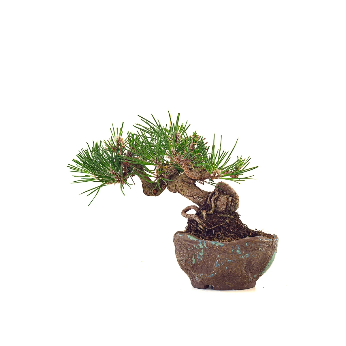 Vente de Bonsai en ligne Pinus Thunbergii Shohin 23 cm Sankaly Bonsai