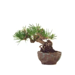 Vente de Bonsai en ligne Pinus Thunbergii Shohin 23 cm Sankaly Bonsai