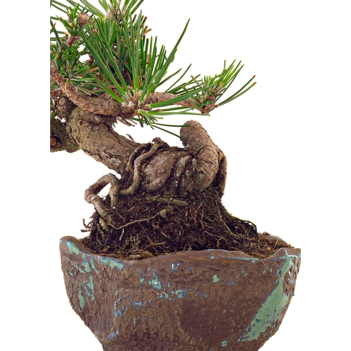 Site Vente de Bonsai en ligne Pinus Thunbergii Shohin 23 cm Sankaly Bonsai