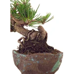 Site Vente de Bonsai en ligne Pinus Thunbergii Shohin 23 cm Sankaly Bonsai