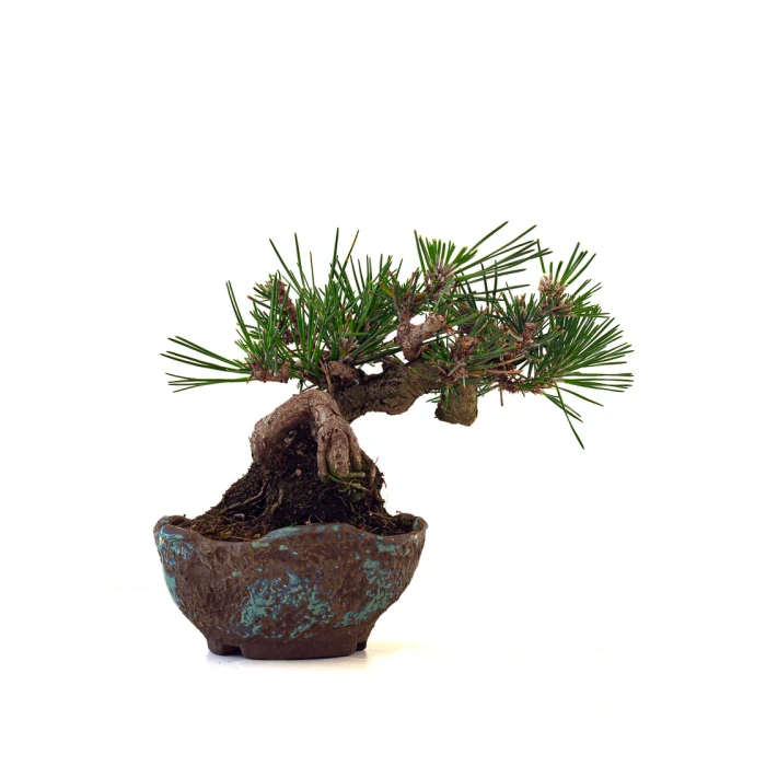 Acheter Bonsai Pinus Thunbergii Shohin 23 cm Sankaly Bonsai