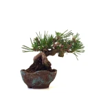 Acheter Bonsai Pinus Thunbergii Shohin 23 cm Sankaly Bonsai