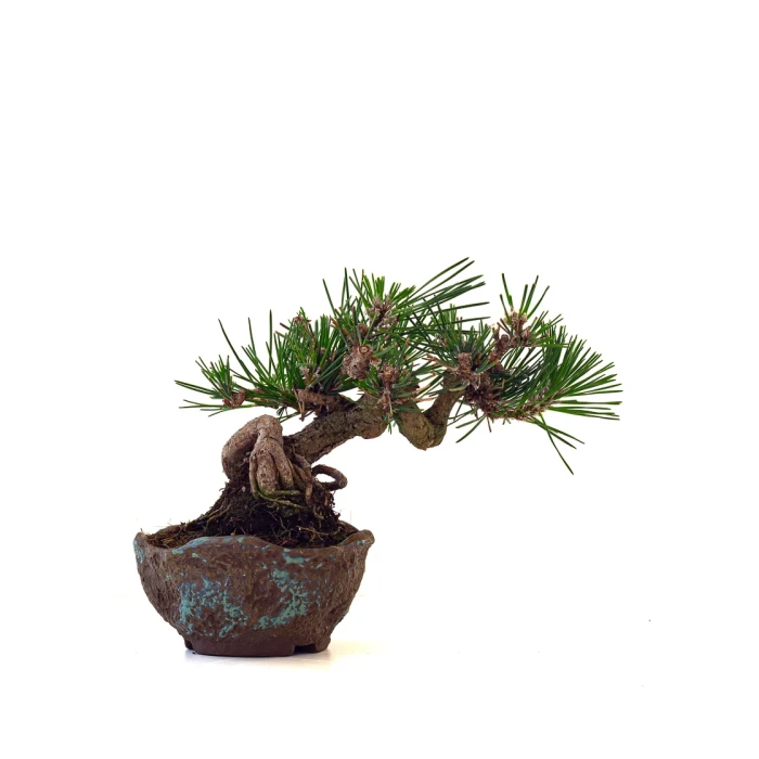 Achat Bonsai Pinus Thunbergii Shohin 23 cm Sankaly Bonsai