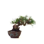 Achat Bonsai Pinus Thunbergii Shohin 23 cm Sankaly Bonsai