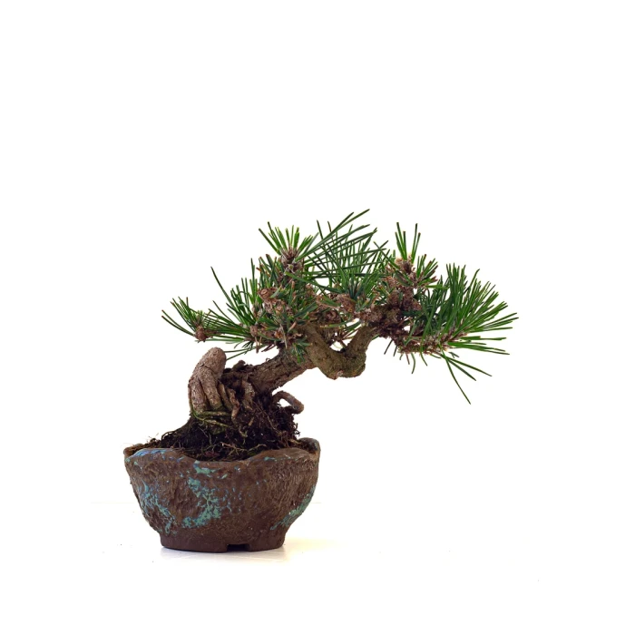 Boutique Bonsai en ligne Pinus Thunbergii Shohin 23 cm Sankaly Bonsai