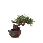 Boutique Bonsai en ligne Pinus Thunbergii Shohin 23 cm Sankaly Bonsai