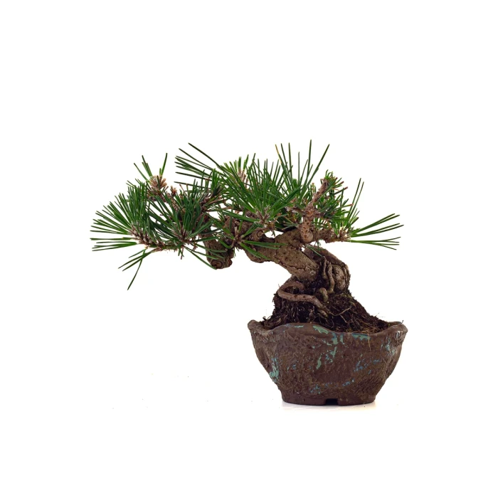 Achat Bonsai en ligne Pinus Thunbergii Shohin 23 cm Sankaly Bonsai