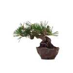 Achat Bonsai en ligne Pinus Thunbergii Shohin 23 cm Sankaly Bonsai