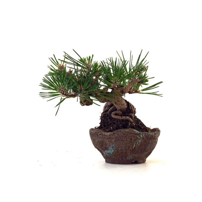 Acheter Bonsai en ligne Pinus Thunbergii Shohin 23 cm Sankaly Bonsai