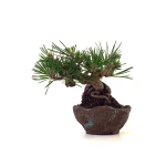 Acheter Bonsai en ligne Pinus Thunbergii Shohin 23 cm Sankaly Bonsai