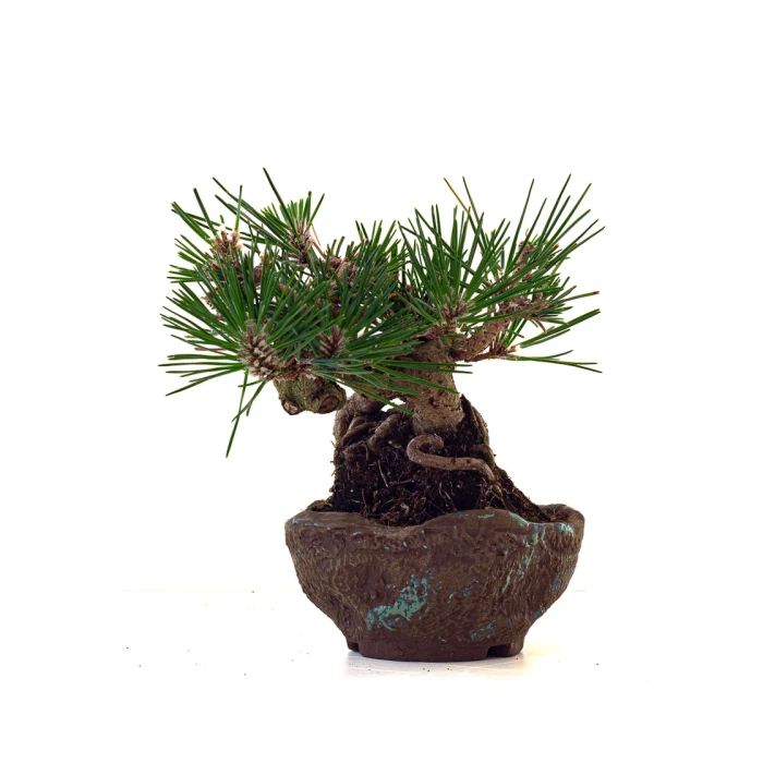 Vente de Bonsai Pinus Thunbergii Shohin 23 cm Sankaly Bonsai