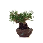 Vente de Bonsai Pinus Thunbergii Shohin 23 cm Sankaly Bonsai