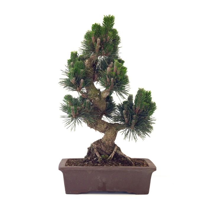 Vente de Bonsai en ligne Pinus Thunbergii Senjyumaru 57 cm Sankaly Bonsai