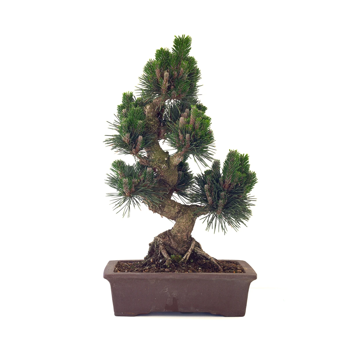 Vente de Bonsai en ligne Pinus Thunbergii Senjyumaru 57 cm Sankaly Bonsai