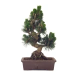 Vente de Bonsai en ligne Pinus Thunbergii Senjyumaru 57 cm Sankaly Bonsai
