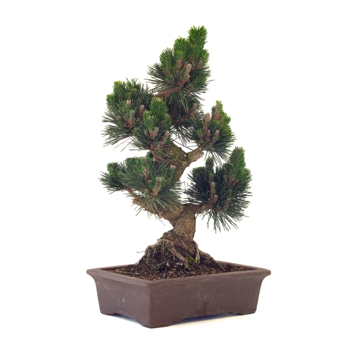 Achat Bonsai en ligne Pinus Thunbergii Senjyumaru 57 cm Sankaly Bonsai