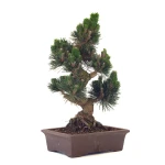 Achat Bonsai en ligne Pinus Thunbergii Senjyumaru 57 cm Sankaly Bonsai