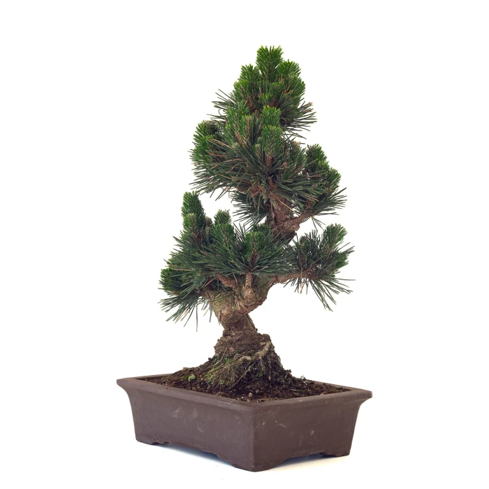 Acheter Bonsai en ligne Pinus Thunbergii Senjyumaru 57 cm Sankaly Bonsai